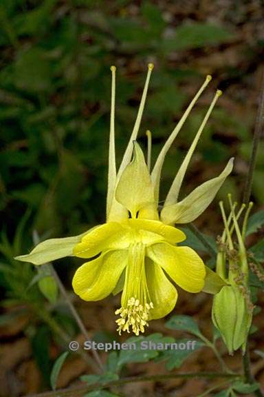 aquilegia chrysantha 4 graphic